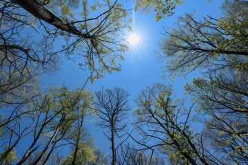 Obraz premium Himmel: Sonniger himmel umgeben von Baumkronen im sommerlichen Walde
