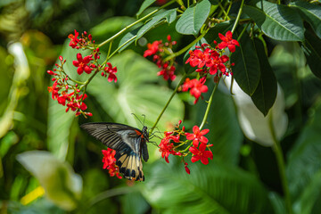 In the meeting of butterfly and bloom, we find a moment untouched by time, Callaway Gardens, Pine Mountain, Georgia