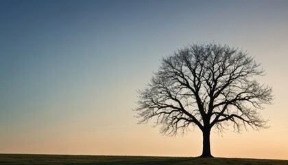 Obraz premium Silhouette of a Tree at Sunset.