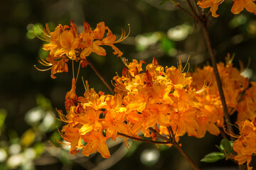 Orange flowers burst forth with a vibrant energy that brightens even the dullest day, Callaway Gardens, Pine Mountain, Georgia