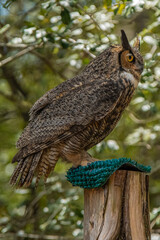 A bird sitting on a post is a simple yet profound reminder of the quiet moments before the storm of life begins, Callaway Gardens, Pine Mountain, Georgia, United States of America