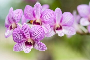 orchid flower