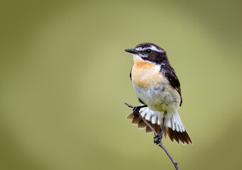 Close-up male common whinchat sits dry top, looks toward the camera lens, and waves tail with olive background with copyspace. 