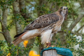 A bird on a post reminds us to pause and appreciate the stillness before flight, Callaway Gardens, Pine Mountain, Georgia, United States of America