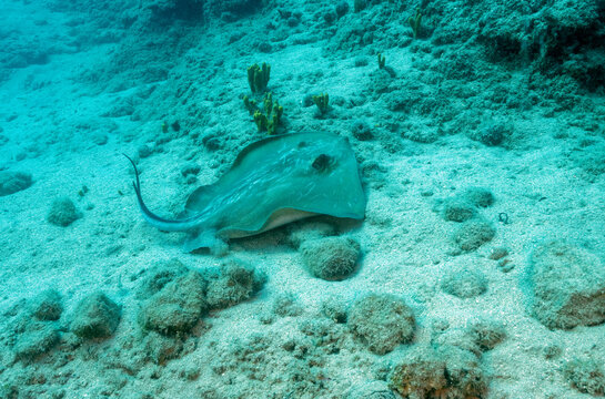 Common ray, Dasyatis pastinaca, G&ouml;kova Bay Turkiye