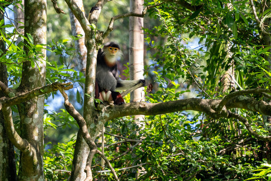 Red-shanked Douc Langur - Pygathrix nemaeus, beautiful unique colored primate endemic to tropical forests of Southeast Asia, Denang, Vietnam.