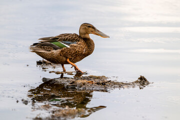 Adult female northern shoveler (Spatula clypeata). Copy space image.