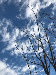tree branches without leaves in winter. Nature photography