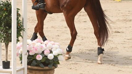 A close-up view of a horse's legs as it walks on a sandy track, wearing protective boots. The horse is likely preparing for a show jumping competition