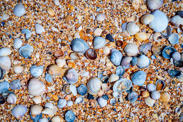 yellow sand and shells scattered on the sand various mollusks, shells, snails and shells