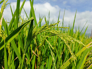 close up photo of rice in fields and green grass