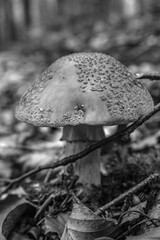 Macro  - Forest - Europe, Romania, Suceava region