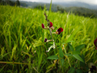 Close up photo red flowers in garden