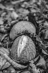 Macro  - Forest - Europe, Romania, Suceava region