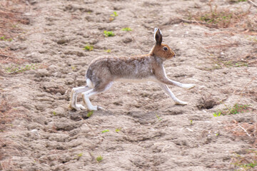 夏毛のエゾユキウサギ　北海道の野生動物