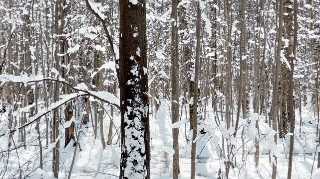 The frosty winter public park at sunny day, tree branches are covered with snow, snowflakes are slowly falling, silence and stillness