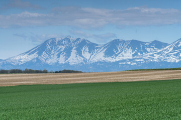 Naklejka premium 美瑛 畑越しの残雪の十勝連峰 ５月
