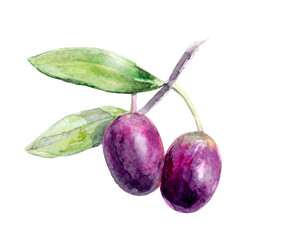 Watercolor illustration of olive branches and olives, perfect for vintagestyle designs