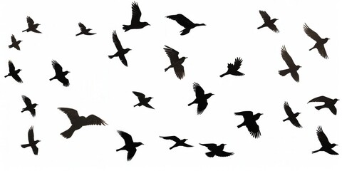 Naklejka premium Birds in Flight