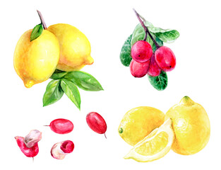Watercolor of miracle fruit berries, lemons, and leaves, great for botanical and artistic designs