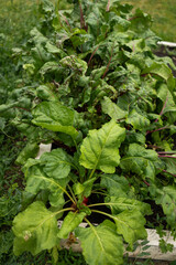 Beet vegetable grows in the garden in the soil organic background. Concept of healthy eco food and a rich fall harvest. Close-up. Selective focus. High quality photo