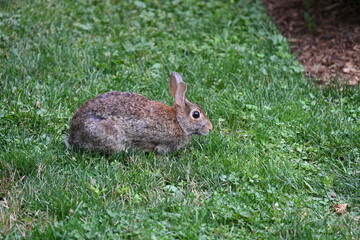 gray hare in the bushes,
