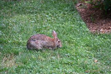gray hare in the bushes,