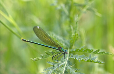 green dragonfly on a leaf, blue dragonfly on a leaf, calopteryx virgo, green background