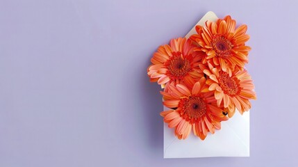 Orange gerberas in a white envelope, seen from the top against a pastel purple background, offering a bright and joyful appearance.