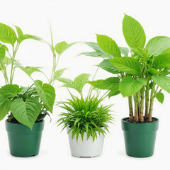 Obraz premium Green plants in potted for interior decoration, isolated on white background