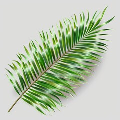 Obraz premium green leaf isolated on white