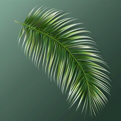Obraz premium Palm tree leaves