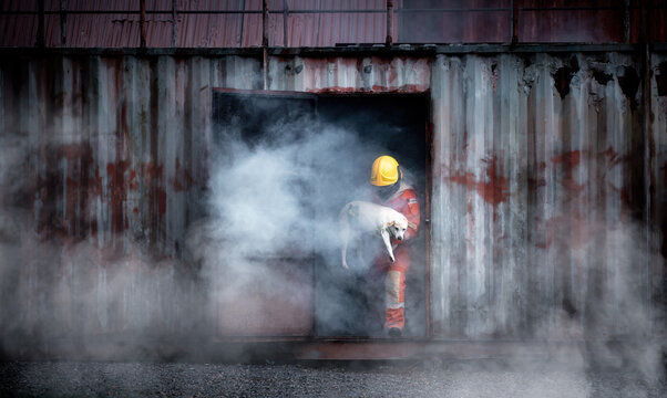 Firefighter man wearing firefighting suit on safety rescue duty help a dog by carry out from room with fire and smoke is operation safe animal life.