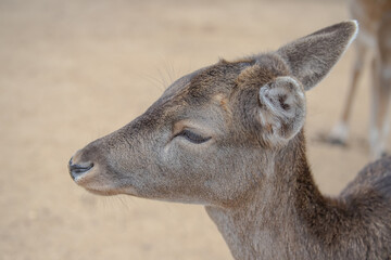 Close up of head of brown reddish female deer with beautiful eyes, long eye lashes and big ears, blurry background
