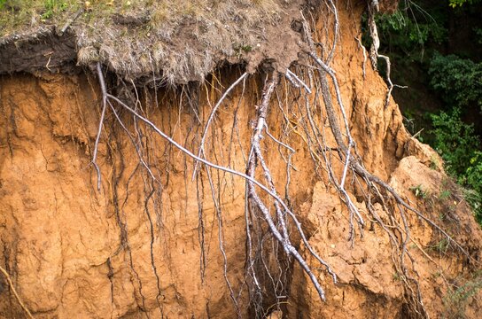Close-up of damaged hillside with soil erosion, tree roots exposed, and broken branches