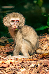 A baby monkey feeding on wild palnts in the wild at Haller Park in Bamburi, Mombasa, Kenya  