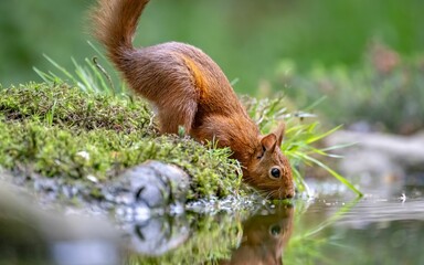 Red squirrel drinking from a pond on a sunny day with a moss around it against blur background © Wirestock