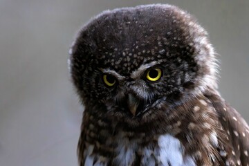 northern pygmy owl with striking yellow eyes and detailed feathers against blur background