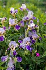 vertical footage of beautiful purple iris flowers in a garden with green leaves on a sunny day