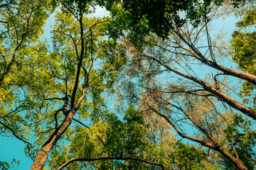 Low angle view of Trees growing in the forest against blue sky at Haller Park in Bamburi, Mombasa, Kenya  
