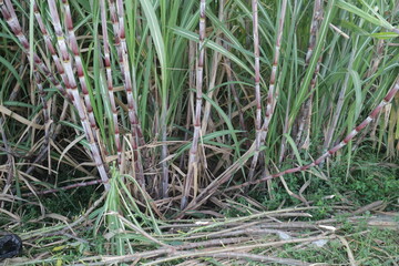 Obraz premium A group of sugarcane plant in the farm