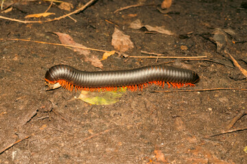 High angle view of millipede in the wild at Haller Park in Bamburi, Mombasa 