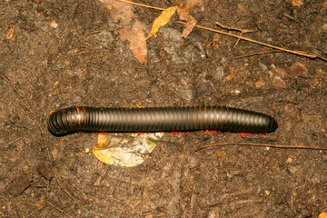 High angle view of millipede in the wild at Haller Park in Bamburi, Mombasa 