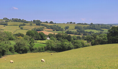 Fototapeta premium An English Rural Landscape in East Devon with blue summer skies 