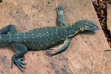 A lone Nile Monitor  lizard (Varanus niloticus) at Haller Park in Bamburi, Mombasa, Kenya  