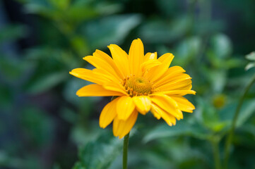 yellow flower in the morning