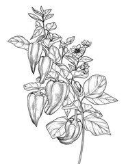 Obraz premium Vector illustration of a branch of peppers with leaves and flowers in engraving style