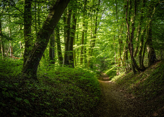 green forest in the sunshine