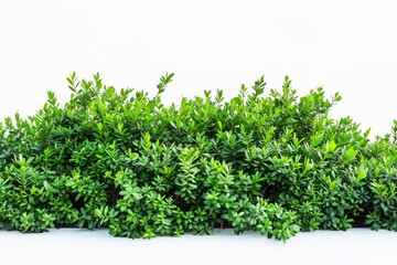 Fototapeta premium Green Garden Bushes Silhouette: Nature's Elegance on a White Canvas