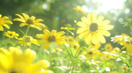 Some yellow flowers growing in the garden are exposed to sunlight with a blurred background